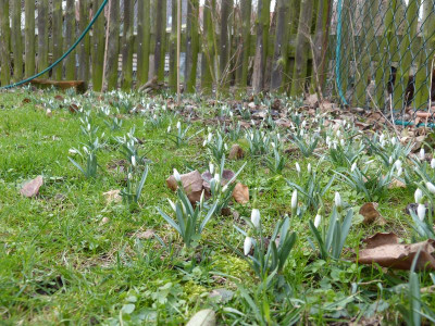 2016-02-19 Galanthus.jpg