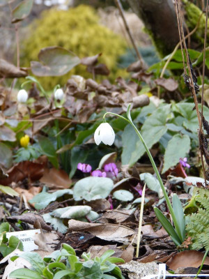 2016-02-19 Galanthus 'Hippolyta'.jpg