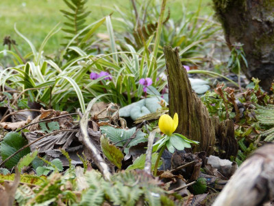 2016-02-19 Gartenimpressionen 1.jpg