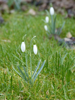 2016-02-19 Gartenimpressionen 2.jpg