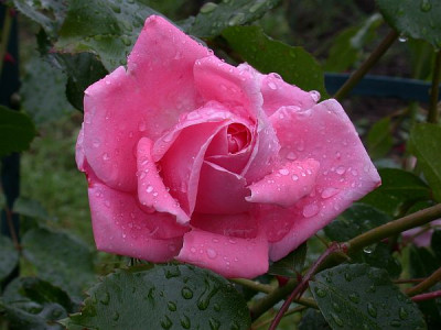 kletterrose-rosa-4690-600-80.jpg