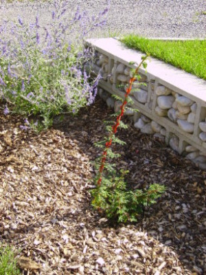 stacheldrahtrose.JPG