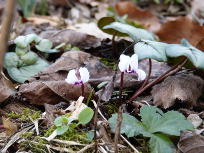 2016-02-19 Cyclamen coum.jpg