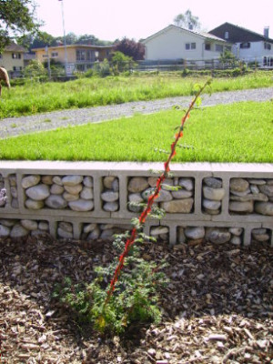 stacheldrahtrose1.JPG