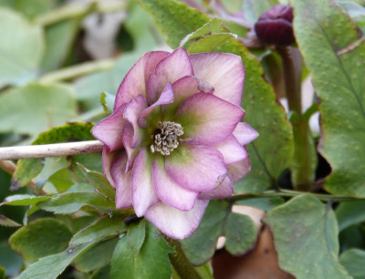2016-02-19 Helleborus 'Schneeeule'.jpg