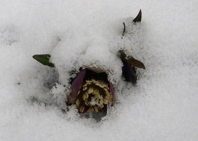 croaticus under snow.jpg