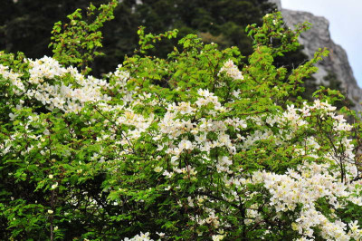 160bCl_monatana_Yunnan_0011_resize_resize.JPG