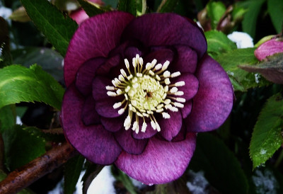 h. rot anemone 1.jpg