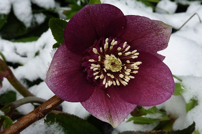 h. rot anemone 2.jpg