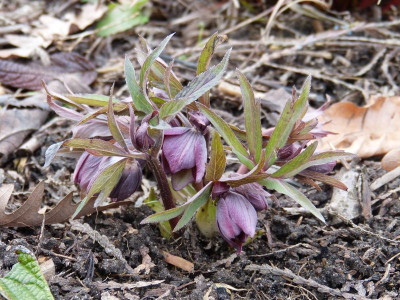 2016-02-19 Helleborus purpurascens.jpg