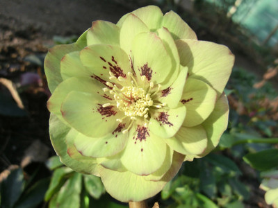 Helleborus_orientalis_040216.jpg