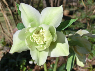 Helleborus_orientalis_120216.jpg
