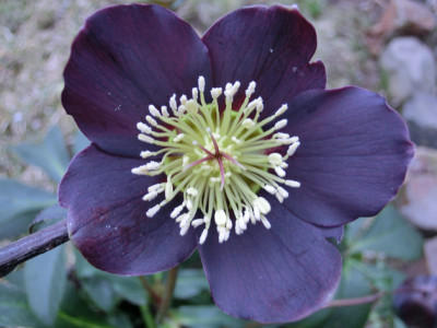 Helleborus_orientalis_180216.jpg