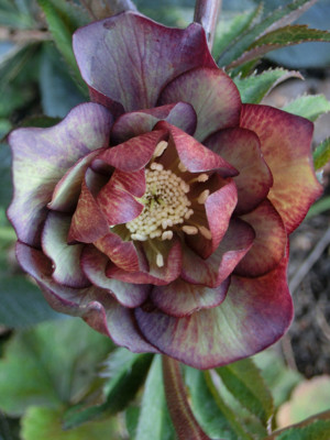 Helleborus_orientalis_Sämling.jpg