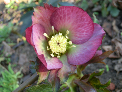 Helleborus_orientalis_Sämling2.jpg