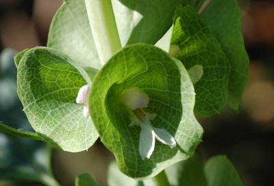 Muschelblume.jpg