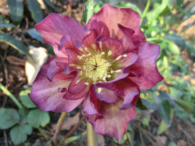 Helleborus_orientalis_Sämling3.jpg