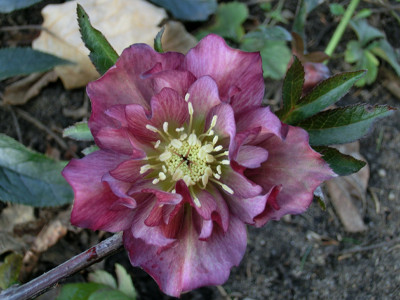 Helleborus_orientalis_Sämling6.jpg