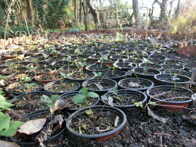 Helleborus_orientalis_Kindergarten.jpg