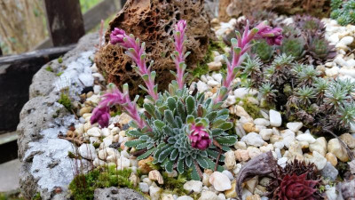 Saxifraga 2016.jpg