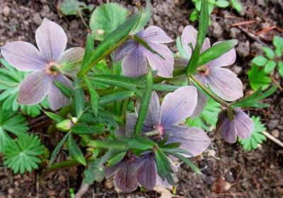 H. purpurascens_RIMG0199.JPG