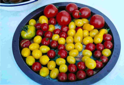 Tomatenernte_eigene.jpg