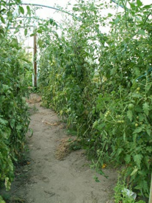 4-9-2006.jpg