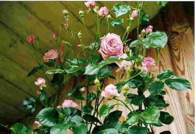 Rose_Coral_Dawn.jpg
