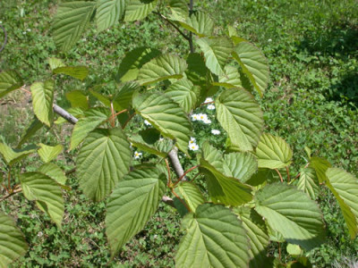 Taschentuchbaum_K_0675_79.jpg