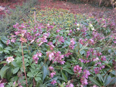 winterlinge Al.jpg
