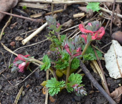 Corydalis-Sämling.16-1.jpg