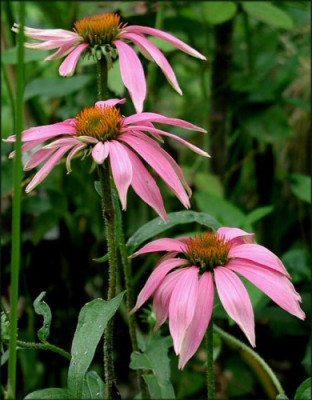 Echinacea_Rocky_Top.jpg