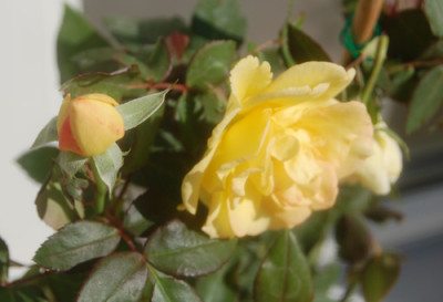 Sieben_Farben_0017_95.jpg