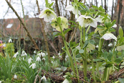 helleborus Frühlingsfee 21.2.16.JPG