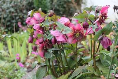 helleborus frühlingstanz.JPG