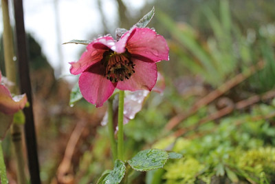 Helleborus abchasicus.JPG