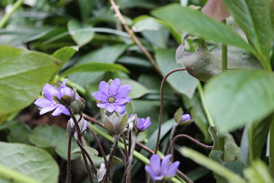 hepatica.JPG