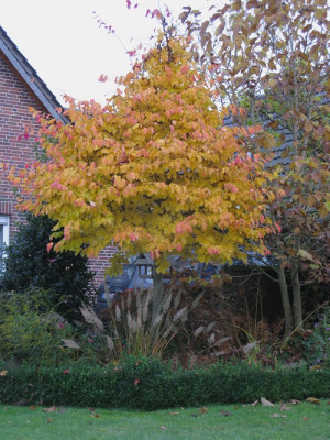 Parrotia persica (Kopie).jpg
