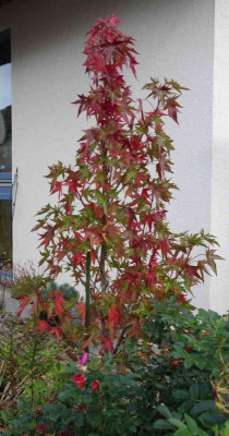 Amberbaum-14-2.jpg