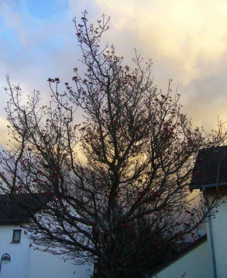 Apfeldorn.14-1.jpg