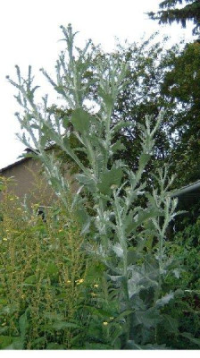 silberdistel_170604.jpg