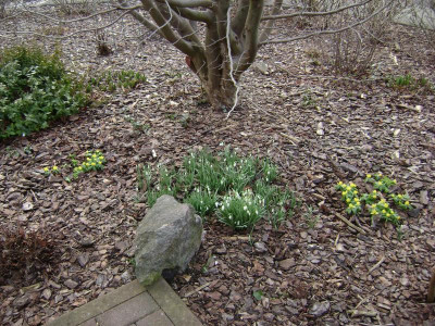 Winterlinge_Parrotia_Mitte_Febr_16.JPG