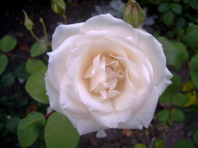 Mme.Jules_Bouche_06.JPG