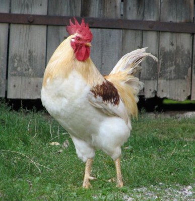 gockl3.jpg