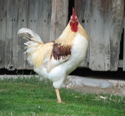 gockl2.jpg