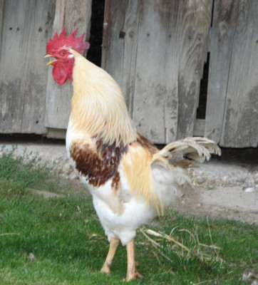 gockl1.jpg
