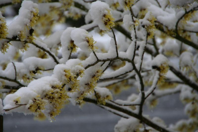Hamamelis noch mehr Schnee IMG_9733.jpg