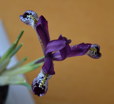 Iris-unbekannt.16-1.jpg