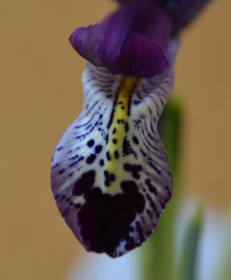 Iris-unbekannt.16-2.jpg