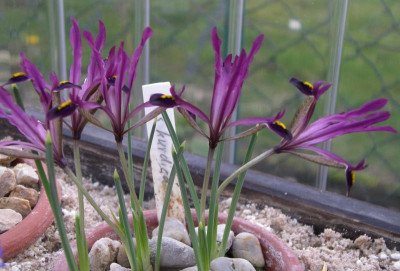 Iris kurdica 22.02.16.JPG